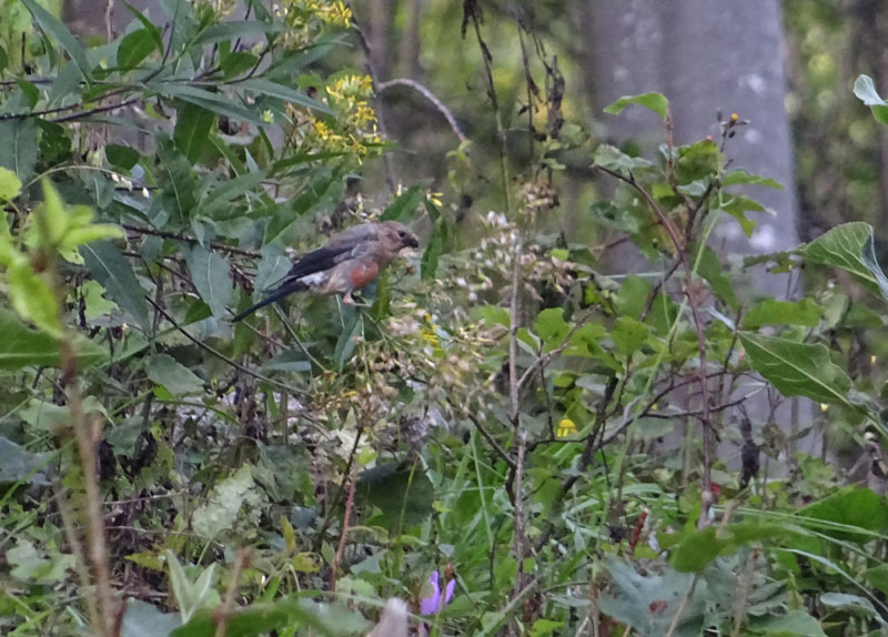 Juv. di Fringillidae: Pyrrhula pyrrhula